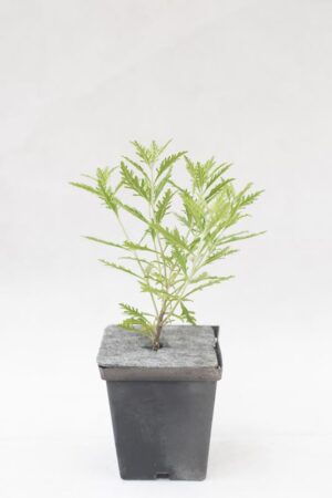 905-00260 Perovskia 'Blue Spire'