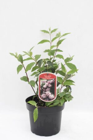 905-00272 Żylistek mieszańcowy 'Mont Rose' (łac. Deutzia hybrida 'Mont Rose')