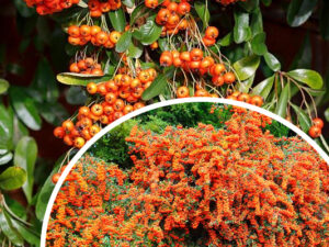 Ognik 'Firelight' (łac. Pyracantha 'Firelight')