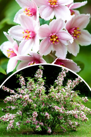Żylistek mieszańcowy 'Mont Rose' (łac. Deutzia hybrida 'Mont Rose')