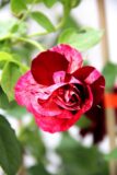 Róża mix róża wielokwiatowa gęsta rosa