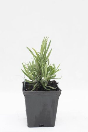 Lawenda wąskolistna 'Munstead' (łac. Lavandula angustifolia)