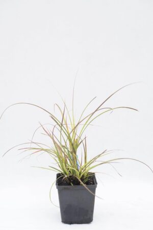 905-00253 Miscantus sinensis 'Adagio'