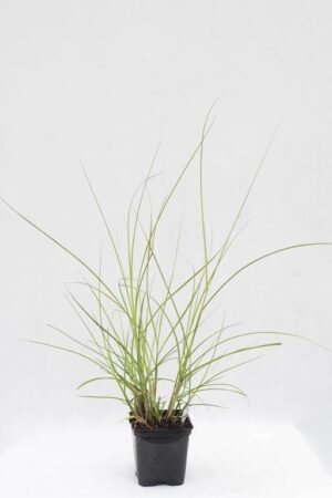 905-00254 Miscantus sinensis 'Kleine Silberspinne'