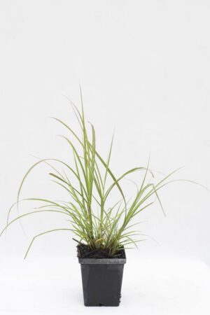 905-00255 Miscantus sinensis 'Krater'