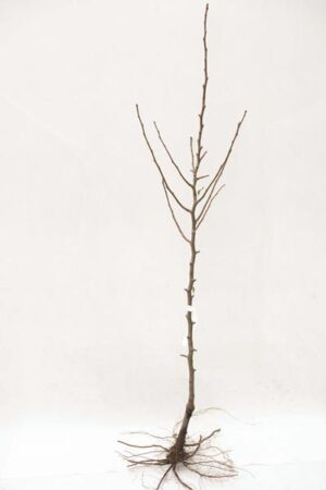 Grusza 'Konferencja' (łac. Pyrus communis 'Konferencja')