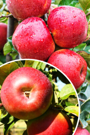 Jabłoń 'Lobo' (łac. Malus domestica 'Lobo')
