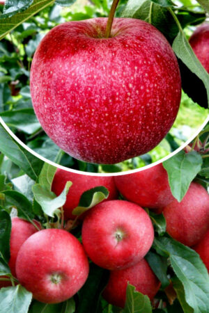 Jabłoń 'Malinowa Oberlandzka' (Malus domestica 'Malinowa Oberlandzka')