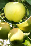 Jabłoń 'Antonówka Masłowa' (łac. Malus domestica 'Antonówka Masłowa')