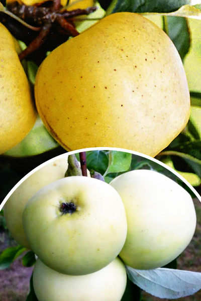 Jabłoń 'Oliwka Żółta' (łac. Malus domestica 'Oliwka Żółta') Papierówka