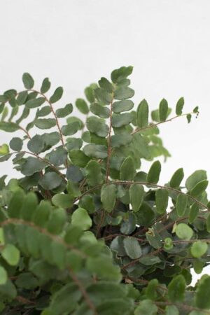 PAPROĆ Ciemnotka okrągłolistna (łac. Pellaea rotundifolia)
