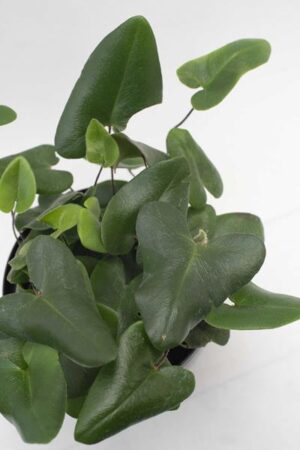 PAPROĆ Nagółka jarzębolistna (łac. Hemionitis arifolia)