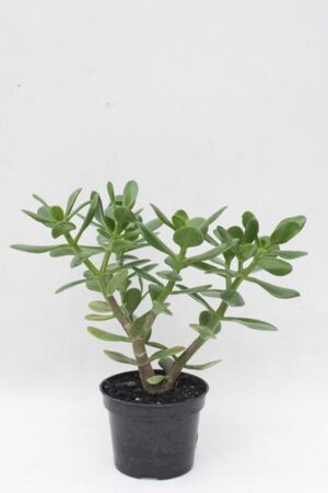 Grubosz (łac. Crassula) Drzewko szczęścia