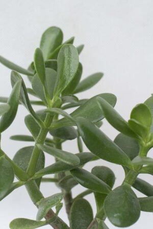 Grubosz (łac. Crassula) Drzewko szczęścia