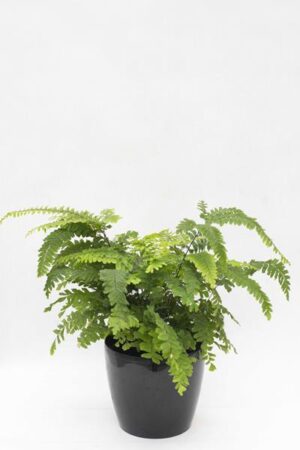 PAPROĆ Adiantum (łac. Adiantum)