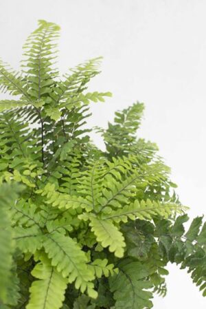 PAPROĆ Adiantum (łac. Adiantum)